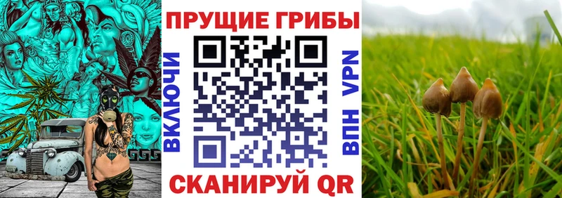 как найти закладки  Микунь  блэк спрут ссылки  Псилоцибиновые грибы мухоморы 